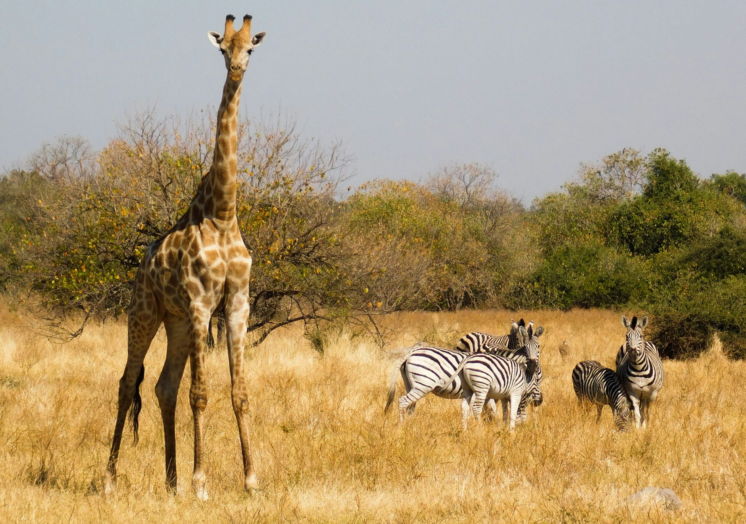 10 Most Beautiful Safaris to Visit in Africa