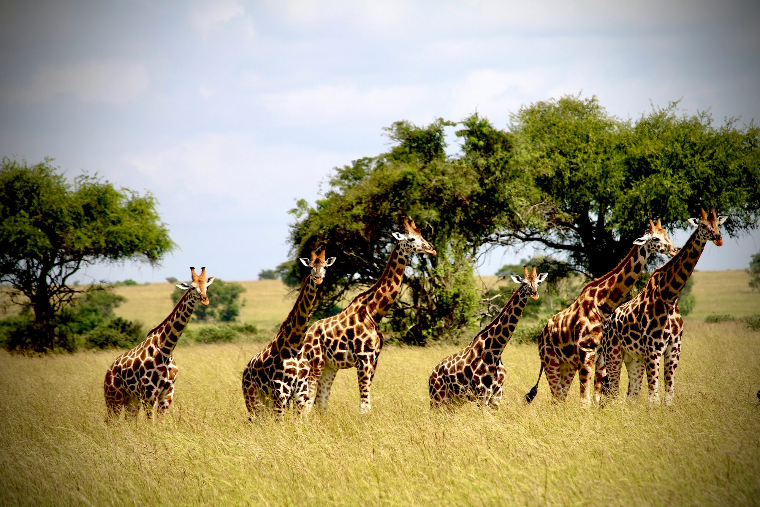 Where Should You Go on Safari: East vs. South Africa? Discover the 1 Best Choice