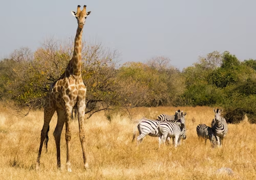 10 Most Beautiful Safaris to Visit in Africa