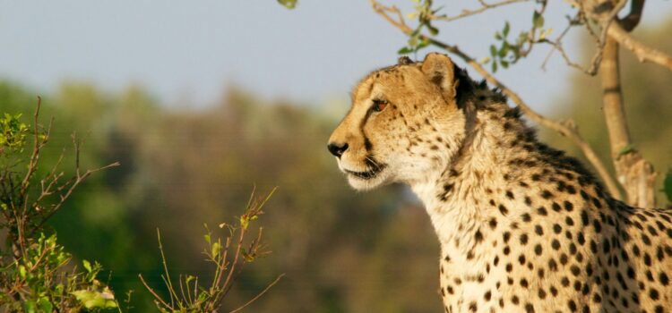 10 Most Beautiful Safaris to Visit in Africa: Unforgettable & Breathtaking Adventures