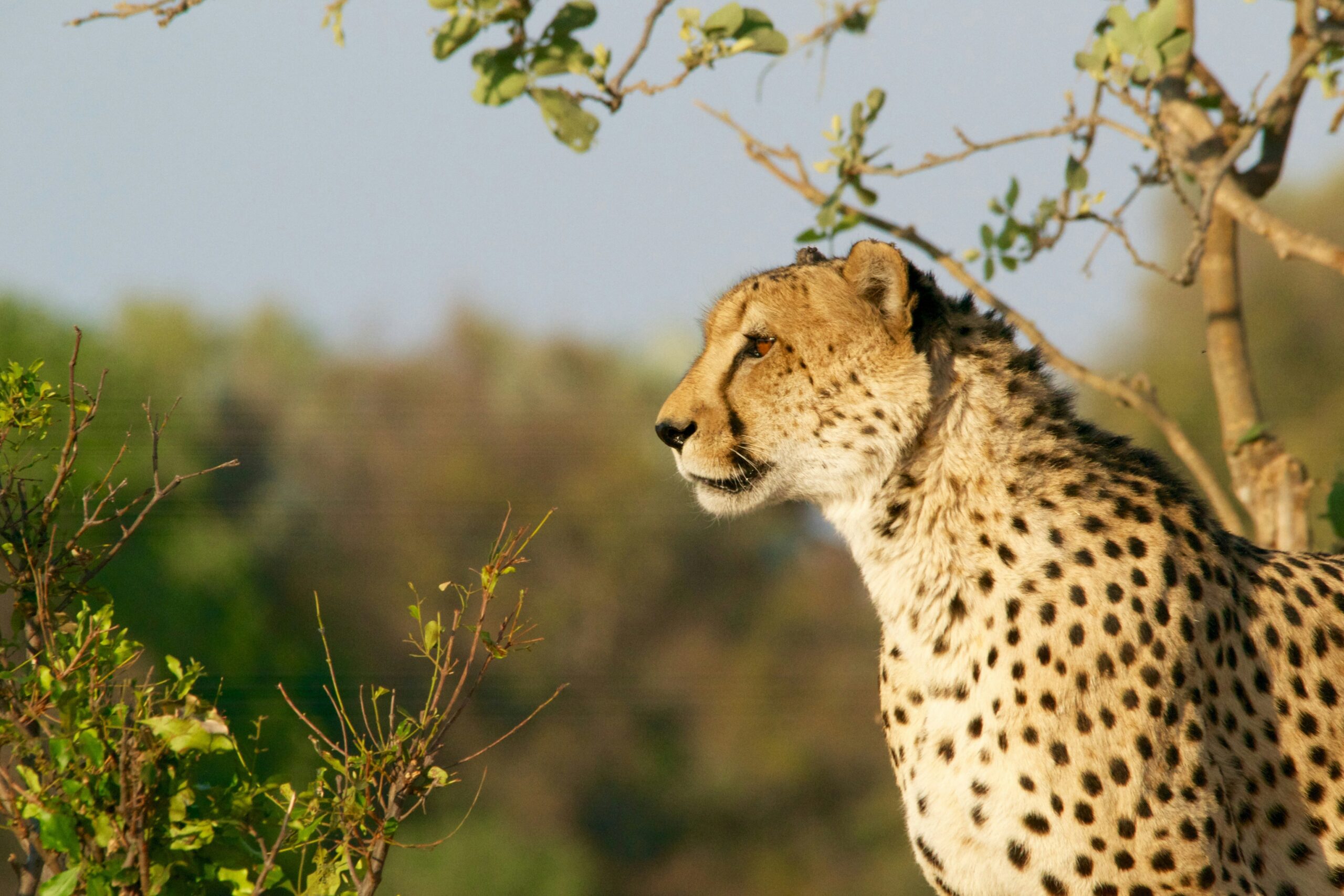 10 Most Beautiful Safaris to Visit in Africa: Unforgettable & Breathtaking Adventures