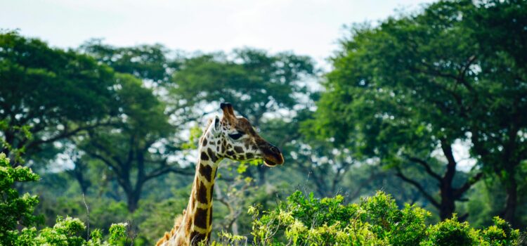 How to Choose a Safari Lodge: 7 Proven Tips for an Unforgettable Adventure