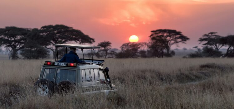 Where Should You Go on Safari: 5 Unforgettable Destinations for the Ultimate Adventure